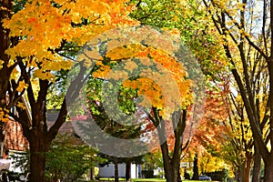 Colorful trees in the fall season in a row of houses