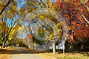 Colorful trees in the fall season in a row of houses