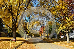 Colorful trees in the fall season in a row of houses