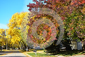 Colorful trees in the fall season in a row of houses