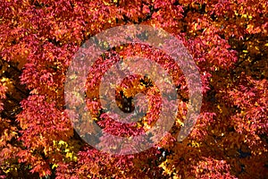 Colorful trees in the fall season in a row of houses