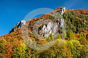 Colorful trees in forest. Autumn landscape