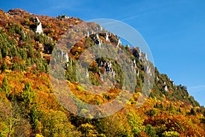 Colorful trees in forest. Autumn landscape