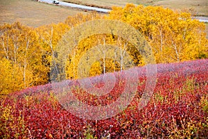 The colorful trees on the grassland