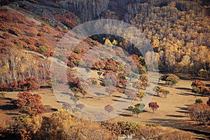 Colorful trees in a hill in autumn