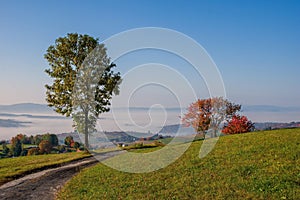 Colorful trees on meadow at sunrise with sun, mist and old road