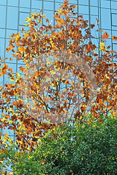 Colorful Trees Modern Building in fall