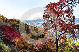 Colorful trees in Namsan park in Seoul in autumn