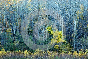 Colorful Trees in River Valley