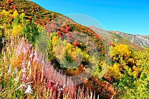 Colorful trees, Svaneti Georgia photo