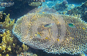 Colorful tropic fish in coral reef. Tropical seashore inhabitants underwater photo.