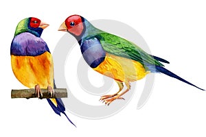 Colorful tropical birds. Amadines watercolor illustration. Australia amadina bird