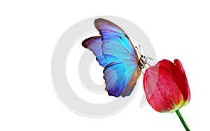 Colorful tropical blue morpho butterfly on tulip flower isolated on white. copy space