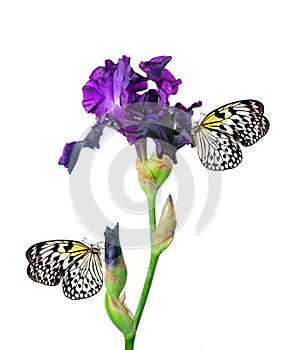 Colorful tropical butterflies on purple iris flower isolated on white. Butterfly on flowers. Rice paper butterfly. Large tree nymp