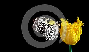 Colorful tropical butterfly on bright yellow tulip in water drops isolated on black. Butterfly on a flower. Rice paper butterfly.