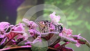 Colorful, tropical butterfly in the colors of the violets. Butterfly in pink flowers.