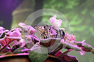 Colorful, tropical butterfly in the colors of the violets. Butterfly in pink flowers.
