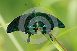 Colorful tropical butterfly Papilio paris