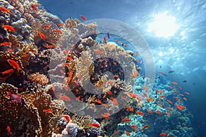 Colorful tropical coral reef with sun beams shinning underwater
