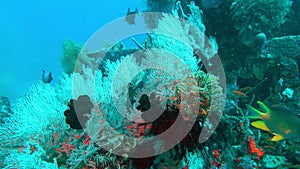 Colorful Tropical Coral Reefs of a beautiful underwater colorful fishes and coral at Talung island dive site