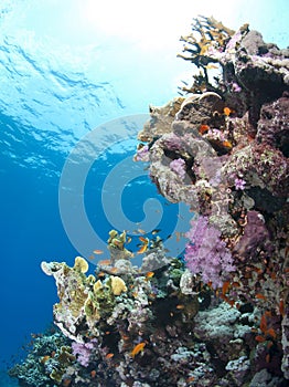 Colorful tropical coral scene in shallow water.