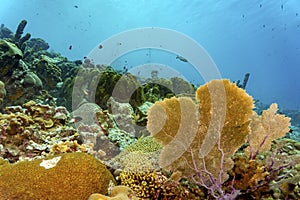 Colorful tropical corals