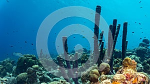 Colorful tropical corals