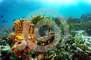 Colorful tropical corals