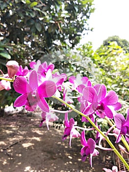 Colorful tropical and exotic orchids flower in plants nursery.