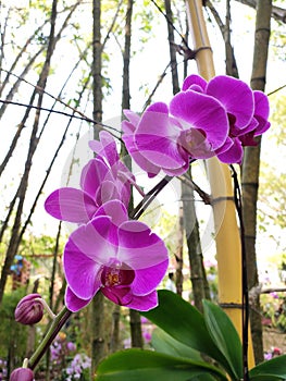 Colorful tropical and exotic orchids flower in plants nursery.