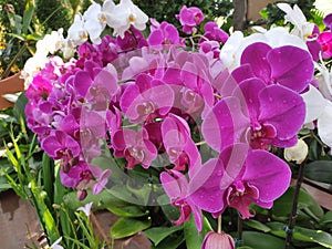 Colorful tropical and exotic orchids flower in plants nursery.