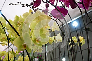 Colorful tropical and exotic orchids flower in plants nursery.