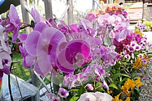 Colorful tropical and exotic orchids flower in plants nursery.