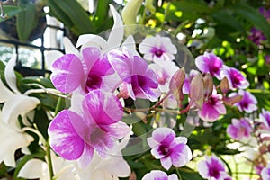 Colorful tropical and exotic orchids flower in plants nursery.