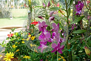 Colorful tropical and exotic orchids flower in plants nursery.