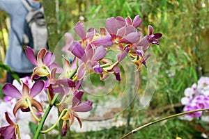 Colorful tropical and exotic orchids flower in plants nursery.