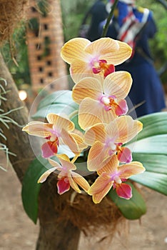 Colorful tropical and exotic orchids flower in plants nursery.