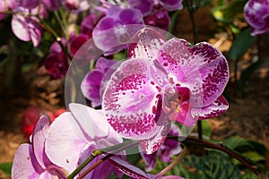 Colorful tropical and exotic orchids flower in plants nursery.