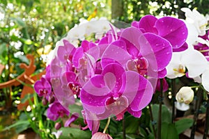 Colorful tropical and exotic orchids flower in plants nursery.