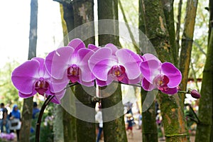 Colorful tropical and exotic orchids flower in plants nursery.