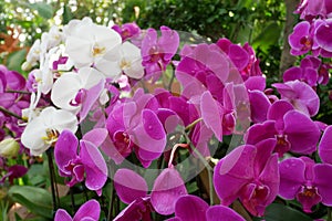 Colorful tropical and exotic orchids flower in plants nursery.