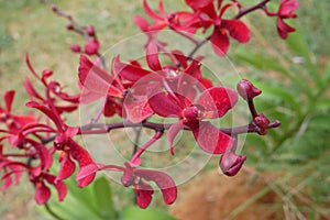 Colorful tropical and exotic orchids flower in plants nursery.