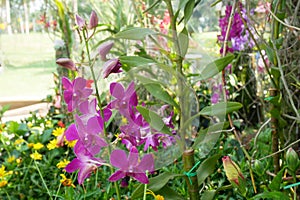 Colorful tropical and exotic orchids flower in plants nursery.