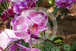 Colorful tropical and exotic orchids flower in plants nursery.