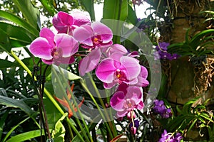 Colorful tropical and exotic orchids flower in plants nursery.