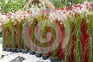 Colorful tropical and exotic orchids flower in plants nursery.