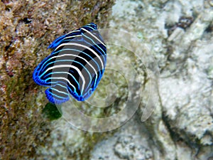 Colorful tropical fish