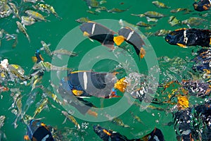 Colorful tropical fish