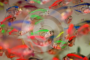 Colorful tropical fish