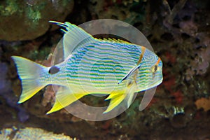 Colorful tropical fish